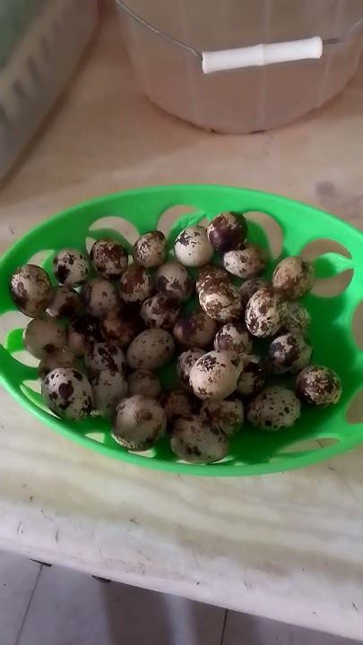 Huevitos De Codornices Muy Prácticos Para Comer Sancochados 😋😋😋😋😋