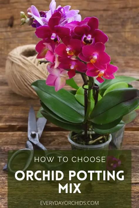 A Guide To Orchid Potting Mix What It S Made Of And How To Choose The Right One For Your Orchid