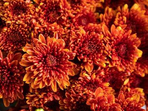 Chrysanthemum Care Tips For Growing Mums In The Garden