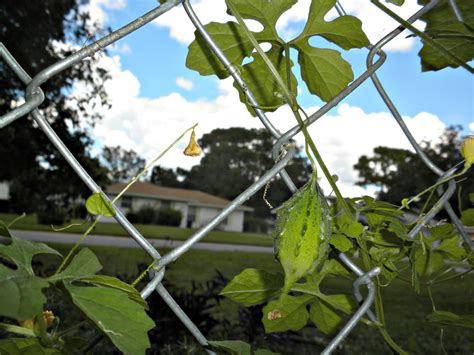 MadSnapper: Balsam-Apple Vine -- Momordica charantia