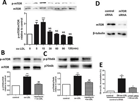 Effect Of The Mtorp70s6k Signaling Pathway On Ox Ldl Uptake In