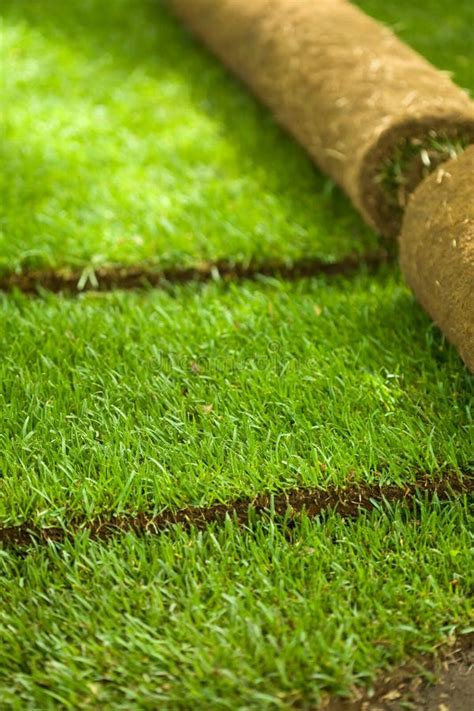 Turf Grass Rolls Partially Unrolled Stock Photo - Image: 14354790