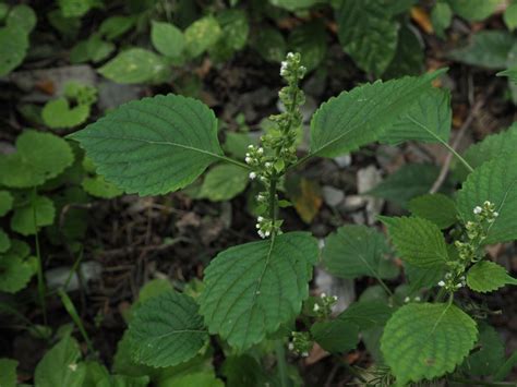 Perilla Frutescens Var Frutescens Plants Of The World Online Kew