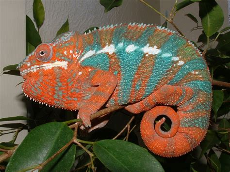 chameleon behavior puffing