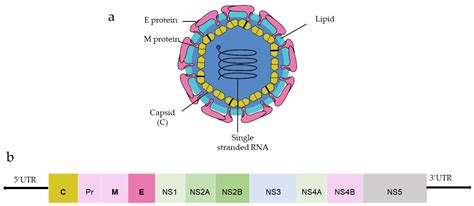 DENGUE And ZIKA Flaviviruses Nucleic Acid Vaccine Encyclopedia MDPI