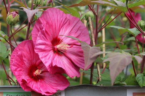 Staudenhibiskus Berry Awesome Cm Topf G Rtnerei Klenart Stauden