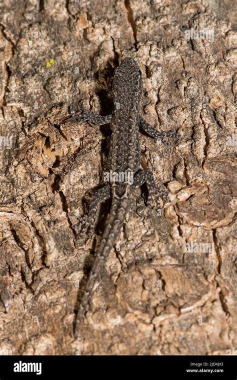 Dwarf Gecko Lygodactylus Sp From Atsirabe Eastern Madagascar Stock