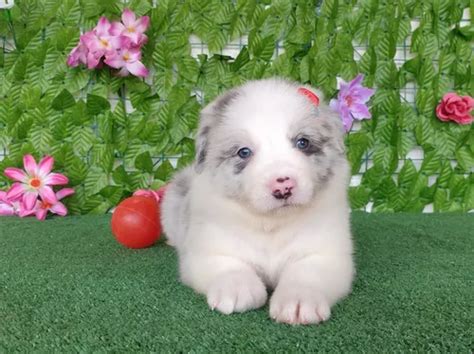 Filhote F Mea De Border Collie Parcelamento Sem Juros