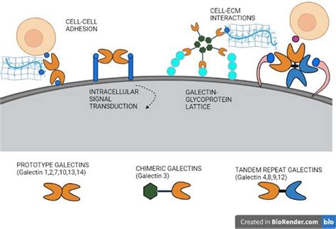 Three Major Types Of Galectins Prototype Galectin Including Types