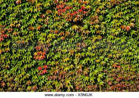 Wall of Boston Ivy Stock Photo - Alamy