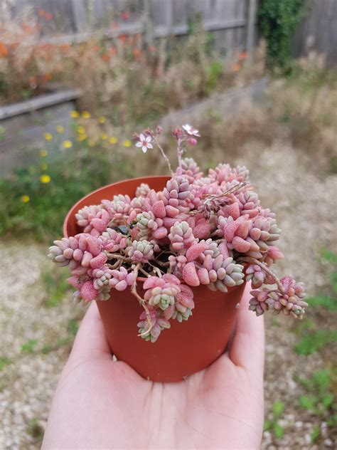 Pink Sedum