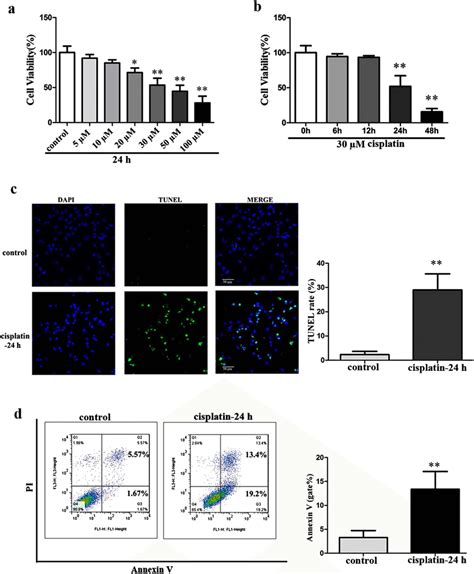 Cisplatin Induced Cytotoxity Via Apoptosis In HEI OC1 Cells A Cells