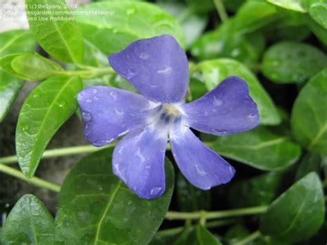 Plantfiles Pictures Vinca Species Common Periwinkle Creeping Myrtle