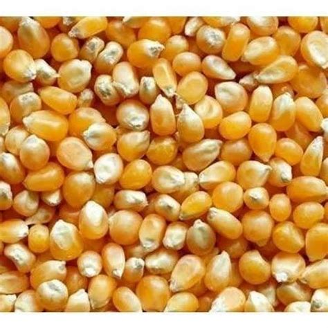 Dried Organic Yellow Maize Seeds For Food Processing Packaging Type