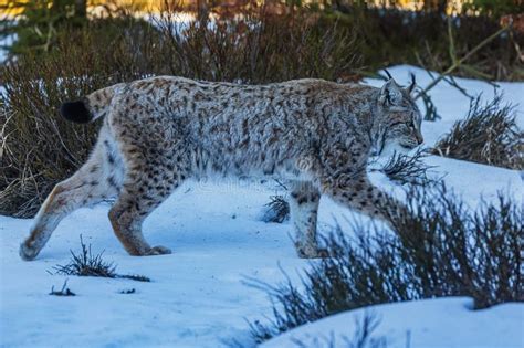 Adult Male Eurasian Lynx Lynx Lynx In Winter Weather Stock Image