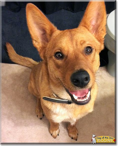 Carolina Dog - Temperament, Lifespan, Shedding, Puppy