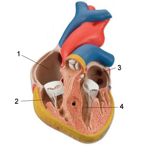 Heart Chambers Diagram | Quizlet