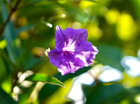 Las 15 flores de primavera más bonitas Descubre todos los cuidados de