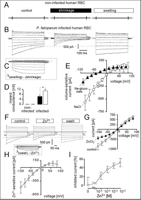 P Falciparum Induces Cell Volume Sensitive Anion Channels In Human