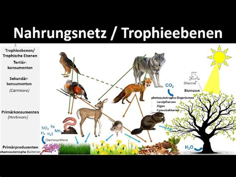 Meeresnahrungsnetz Mit Trophischen Ebenen