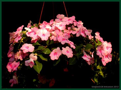 Pink Hanging Flowers By Faintsmile28 On Deviantart