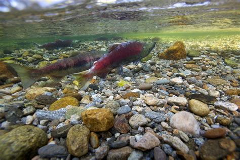 Free Picture Sockeye Salmon Spawn Wenatchee River