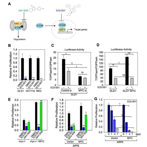 LEF1 increases nuclear retention of β catenin in MYC overexpressing