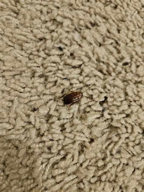 Is this a German roach? : r/GermanRoaches