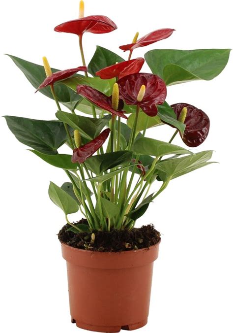 Kamerplant Van Botanicly Flamingoplant Hoogte Cm Anthurium