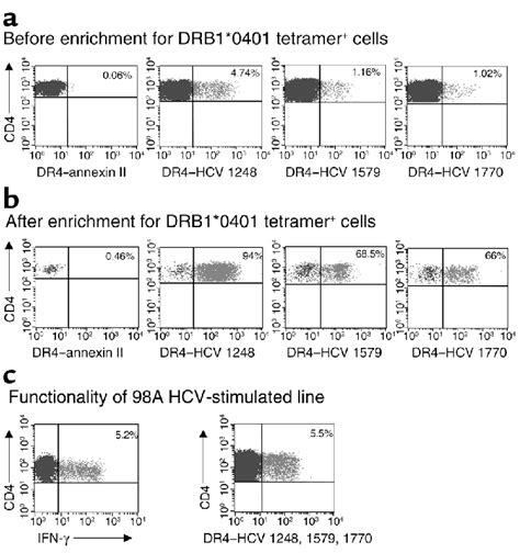 Staining Of Short Term Hcv Specific Cd T Cell Lines With Mhc Class Ii