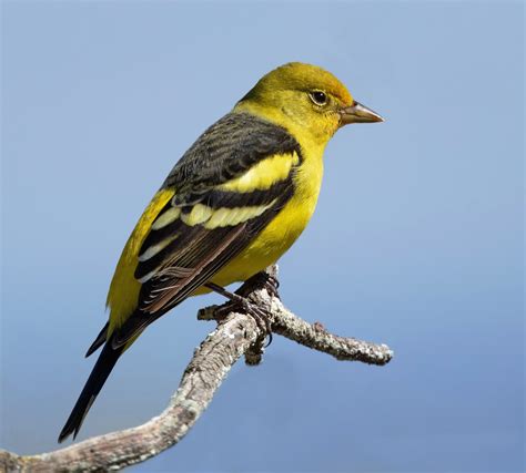 Western Tanager | San Diego Bird Spot