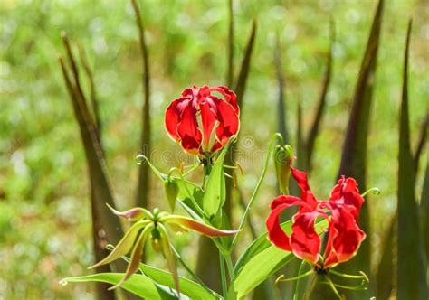 Flame Lily Flowers Gloriosa Superba In Zimbabwe Stock Photo Image