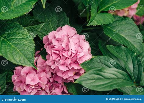 Hojas Nuevas Y Flores De Hidrangea Arbusto De Hojas De Hidrangea Foto