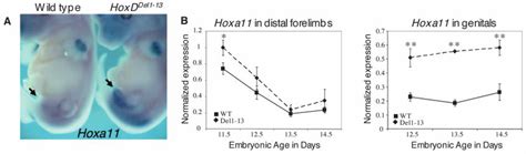 Hoxa Is Upregulated In Genital Buds When Hoxd Genes Are Fully