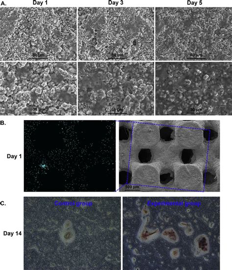 Biocompatibility Characterization Of Scaffolds A Mc T E Cells