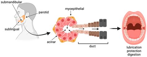 Salivary Gland Structure