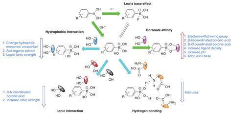 The Development Of The Boronate Affinity Chromatography And Biotimes