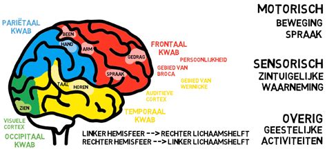 Hersenen Functies En Stoornissen Juf Danielle