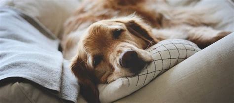 Golden Retriever Ear Infections – Causes and Treatments