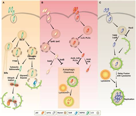 A Schematic Diagram Of Diverse Intracellular Pathogen Infections And Download Scientific