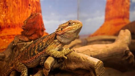 Reptiles Free Images | Everypixel