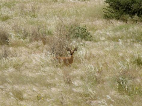 "Dik Dik" Bilder – Durchsuchen 387 Archivfotos, Vektorgrafiken und ...