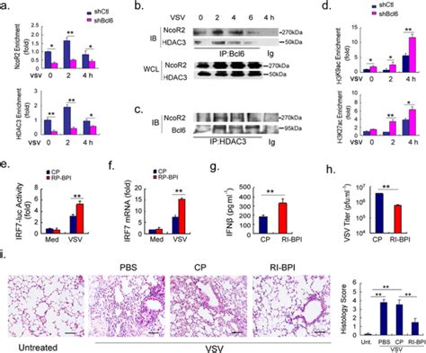 Bcl6 Controls Irf7 Gene Transcription Via Interaction With Hdac3 And Download Scientific