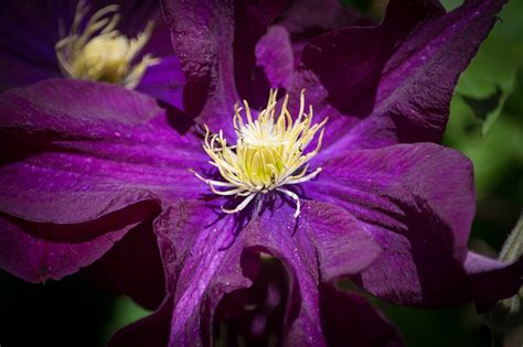 Clematis Flower Dark Purple - Free photo on Pixabay - Pixabay