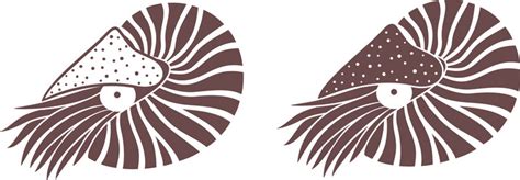 Nautilus Logo Vector Images (over 1,100)