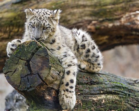 Posing On The Log A Snow Leopard Cub Posing On A Log With Flickr