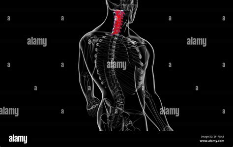 Vertebras cervicales anatomia fotografías e imágenes de alta resolución