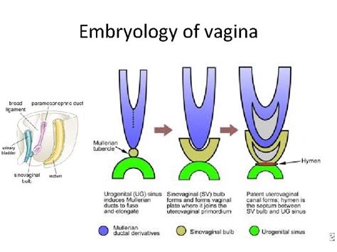 Genital Organs Embryology Secondary Sex Organs Secondary Genital