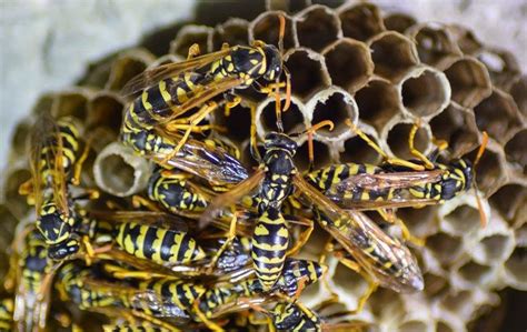 Why You Should Always Call The Pros About Wasp Nests On Your Elk Grove