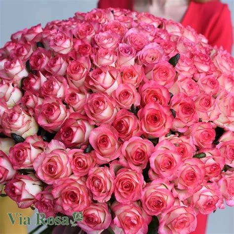 Купить Роза Джумилия (Jumilia) | VIA ROSA